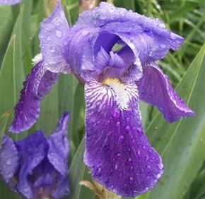 A close-up shot of a vibrant purple iris flower in the garden.