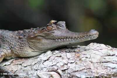 Gabon-22330