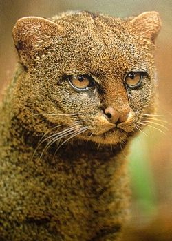 Favorite 4 - Jaguarundi
