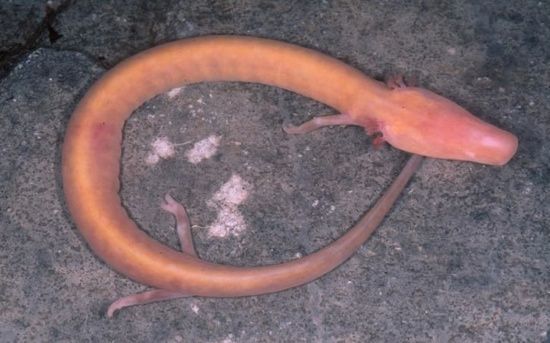 Proteus Anguinus
