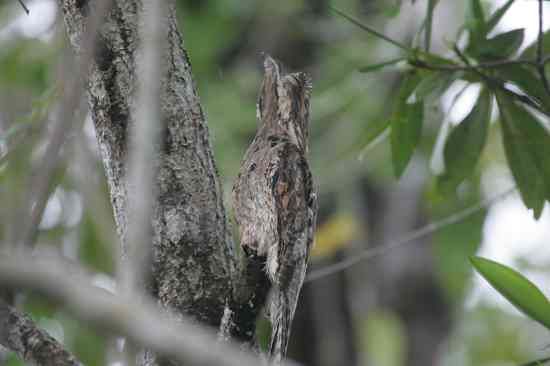Common Potoo Classicpose C