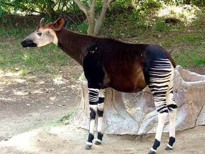 Okapi-2