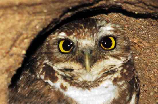 Burrowing Owl in Rio Ranch
