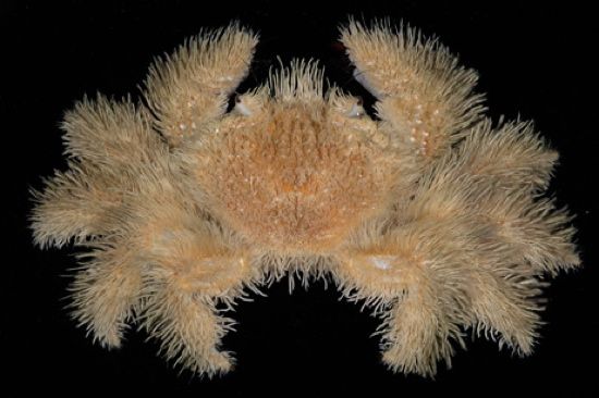Hairy-Crab
