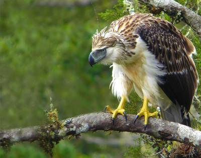 B Philippine Eagle 2.Jpg