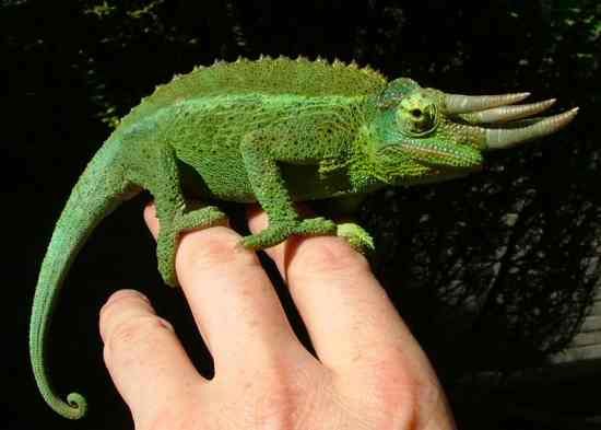 Chameleon011