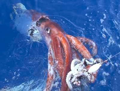 061222-Giant-Squid-1