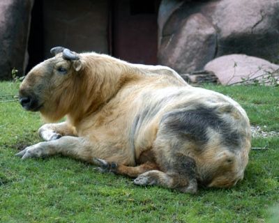 Takin-2
