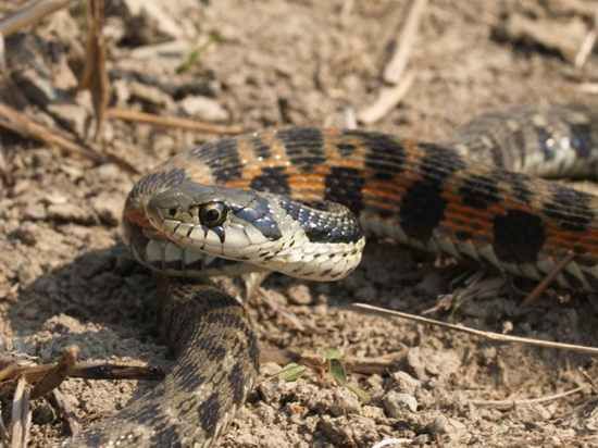 Rhabdophis Tigrinus05