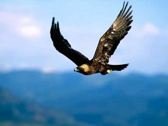 Golden Eagle-Soaring High-1024X768-Bandwidth-Thief