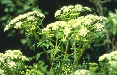 Hemlock