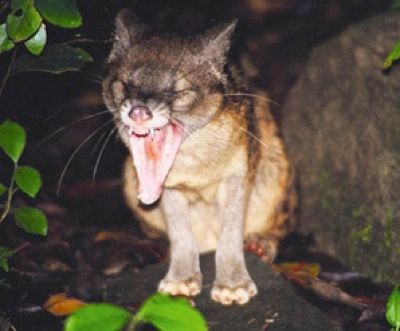 Fossa-Earthwatch