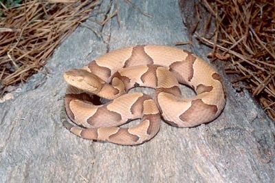 Copperhead Big