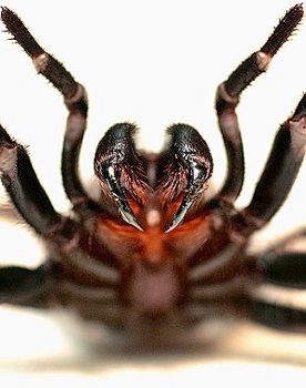 Funnel-Web-Spider-431X300.Jpg