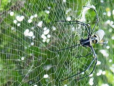 Spider In Web.Jpg