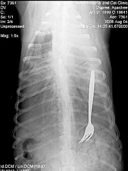 Amd Apachee-Fork.Jpg