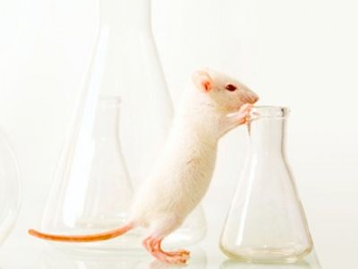 Labmouse Article