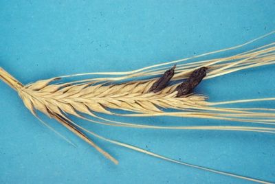 Barley Ergot