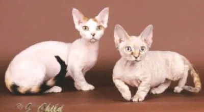 Minskin cats belong to a group of breeds commonly referred to as 'dwarf breeds.' They are the product of crossbreeding Munchkins with other cat breeds. Specifically, Minskins were created by mating a Devon Rex Munchkin with a Sphynx cat. As a result, Minskins have a very similar appearance to tiny Sphynx cats and require the same grooming routine. This breed is relatively new, with its origins dating back to 1998. The first officially recognized Minskin was born in 2000, and by 2005, there were only fifty known Minskins. It is important not to confuse Minskins with the 'Bambino' breed, which results from breeding any Munchkin cat with a Sphynx. Minskins always have a Munchkin parent and must inherit the soft, velvety coat of a Devon Rex.