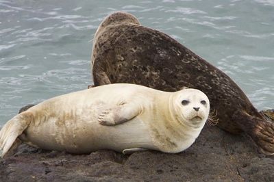 Seals2-M