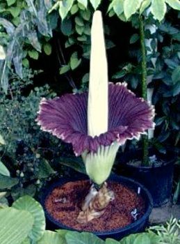 Amorphophallus Titanum.Jpg