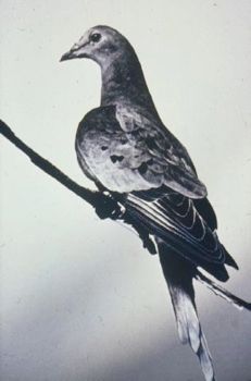 Passenger Pigeon Image