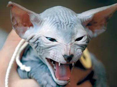 Sphynx cats are often recognized for their lack of fur, but in reality, they are not entirely hairless. Instead, their skin is covered with an extremely short, velvety layer of fur that resembles peach fuzz. This breed was first developed in 1966, though it took several years before the Sphynx was successfully bred. The first known Sphynx cat, Prune, did not live long enough to reproduce, but in 1967, a mother Sphynx and her kittens were saved, and a second litter led to the spread of the breed. While they lack traditional fur, Sphynx cats may still grow whiskers and eyebrows, adding to their unique appearance.
