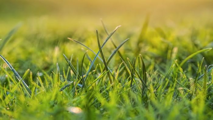 lawn