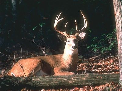 Deer-Nw