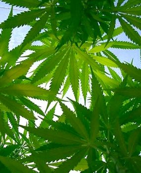 Marijuana-1