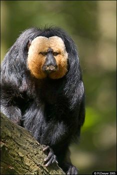 Saki Monkeyc