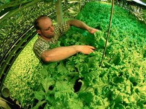 Hydroponics Gardening