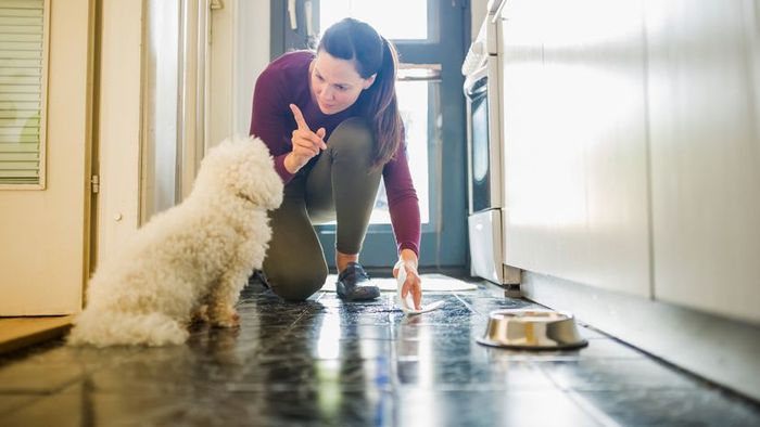 A woman reprimanding her dog for peeing on the floor.