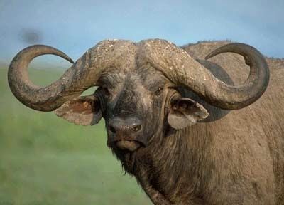 Cape Buffalo