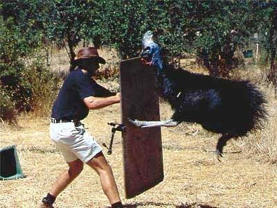 Cassowary-Attack-2