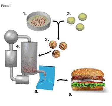 Meat Without The Animal.jpg