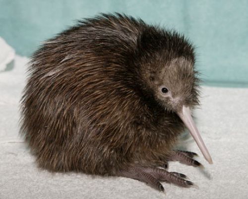 060217 Kiwi