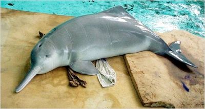 Baiji River Dolphin Image