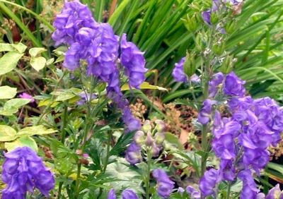 Aconitum-Perennial