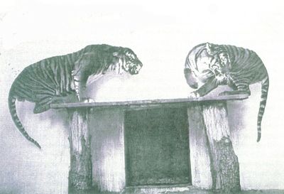 Javan Tiger