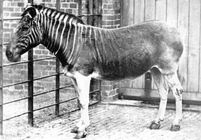 Quagga Image