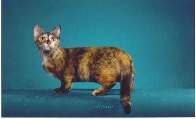 Munchkin cats are a breed that stands out for their short legs, a result of a genetic mutation known as achondroplasia. This condition, while making them look quite unique, does not interfere with their ability to run or jump. However, the genetic mutation that causes the Munchkin's legs to be so short also poses health risks. Kittens born with two copies of the Munchkin gene often do not survive, and as such, the breed is not widely accepted by cat fancying societies, considering the short legs to be a genetic disorder. Munchkins can also suffer from spinal deformities and sunken chests. Despite these issues, they are considered a breed of their own, although they often share characteristics with other breeds, such as the Devon Rex or Burmese, and are recognizable by their characteristic small legs and larger-than-normal heads.