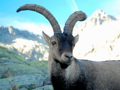 Ibex Image 1