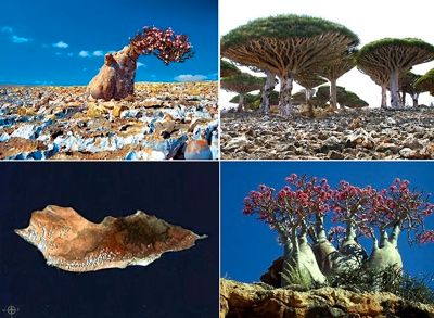 Socotra Island