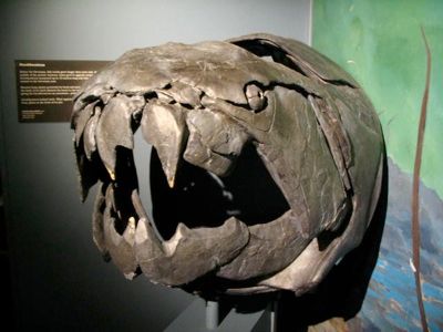 Img 0907 Dunkleosteus - Palaeozoic Era - Devonian Period