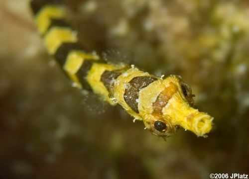 0708-Harlequin-Pipefish-L