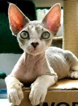 Devon-Rex-2