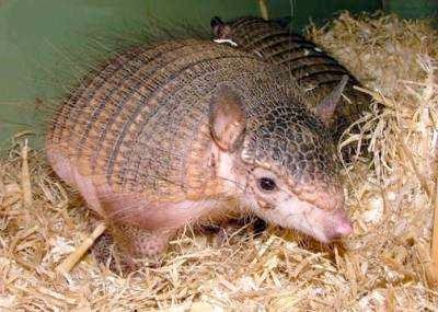 1198513271  Pink Fairy Armadillo Vellerosus