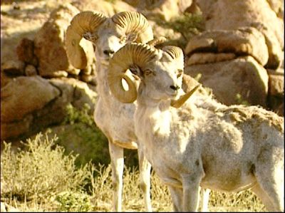 Cf Fundraiser-Argali2.Jpg