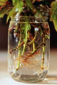 aquaponics